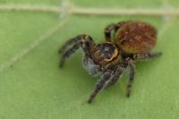 Carrhotus xanthogramma