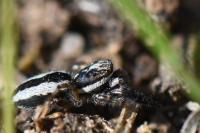 Pseudicius encarpatus