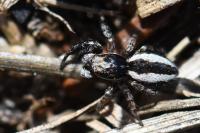 Pseudicius encarpatus