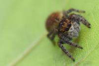 Carrhotus xanthogramma