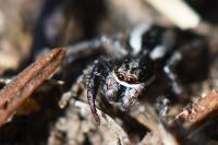 Pseudicius encarpatus