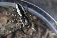 Pseudicius encarpatus