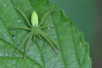Micrommata virescens