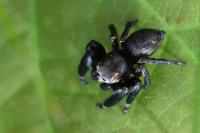 Evarcha arcuata