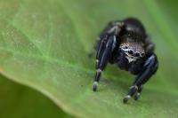 Evarcha arcuata