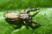 Marpissa nivoyi