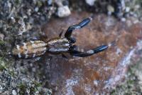 Marpissa nivoyi