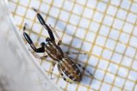 Marpissa nivoyi