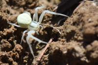 Misumena vatia