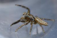 Marpissa radiata