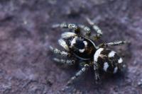 Salticus scenicus