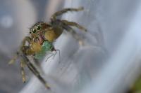 Marpissa radiata
