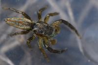 Marpissa radiata