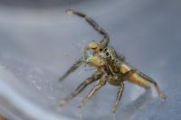 Marpissa radiata