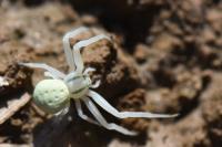 Misumena vatia