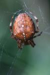 Araneus diadematus