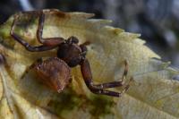 Pistius truncatus