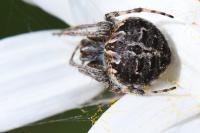 Agalenatea redii