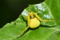 Misumena vatia