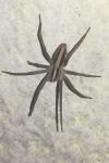 Pisaura mirabilis