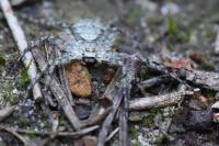 Philodromus margaritatus