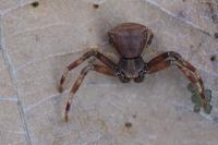 Pistius truncatus