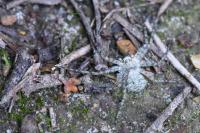 Philodromus margaritatus