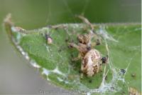 Larinioides cornutus