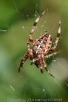 Araneus diadematus