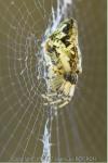Cyclosa conica