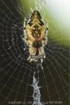 Cyclosa conica