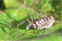 Dicranopalpus ramosus