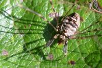 Dicranopalpus ramosus