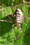 Dicranopalpus ramosus