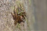 Gibbaranea gibbosa