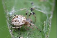 Larinioides cornutus