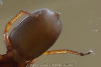 Dysdera
