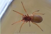 Dysdera