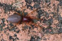 Dysdera