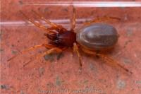 Dysdera