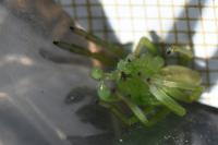 Micrommata virescens