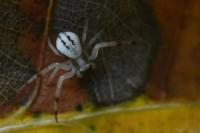 Misumena vatia
