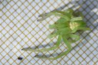 Micrommata virescens