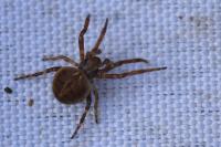Agalenatea redii