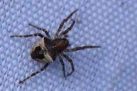 Gibbaranea bituberculata