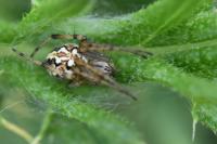 Neoscona adianta