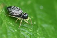 Heliophanus