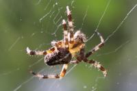 Araneus diadematus