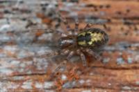 Amaurobius