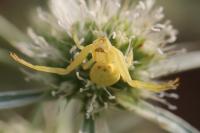 Misumena vatia